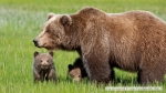 The cohabitation of humans and predators in the Alps
